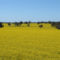 Canola2